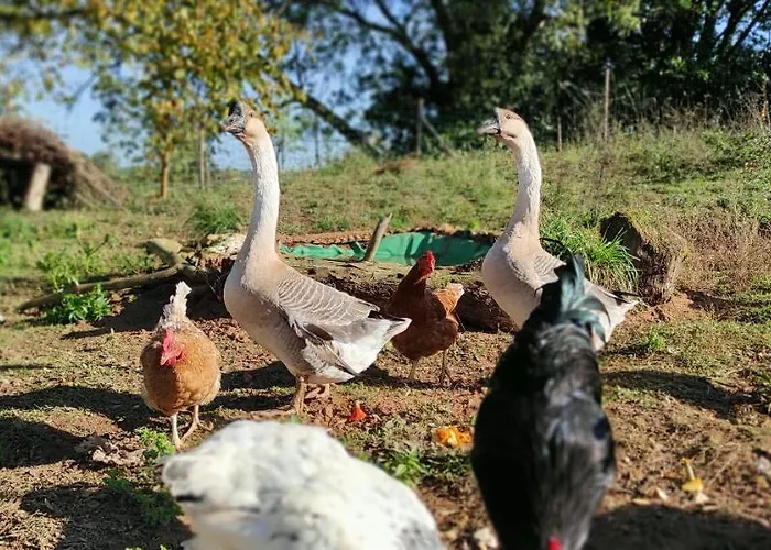 Bed and breakfast Britavit